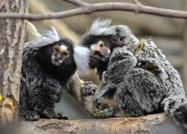 Пара игрунок из лензоопарка могла бы воспользоваться семейной ипотекой с 1 февраля. Проверьте, сможете ли вы Пара игрунок из лензоопарка могла бы воспользоваться семейной ипотекой с 1 февраля. Проверьте, сможете ли вы