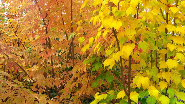 Клен (фото): виды, сорта, особенности, уход и размножение Клен (фото): виды, сорта, особенности, уход и размножение