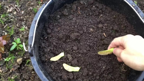 Клен (фото): виды, сорта, особенности, уход и размножение Клен (фото): виды, сорта, особенности, уход и размножение