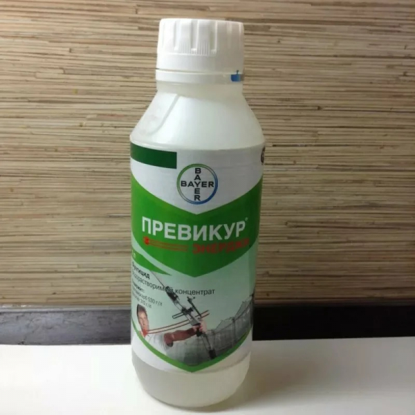 Хризантемы: как высаживать эти цветы, выращивать их и ухаживать за ними Хризантемы: как высаживать эти цветы, выращивать их и ухаживать за ними