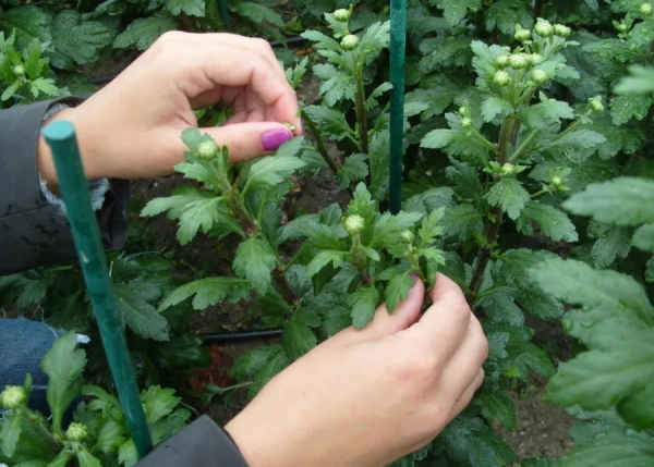 Хризантемы: как высаживать эти цветы, выращивать их и ухаживать за ними Хризантемы: как высаживать эти цветы, выращивать их и ухаживать за ними