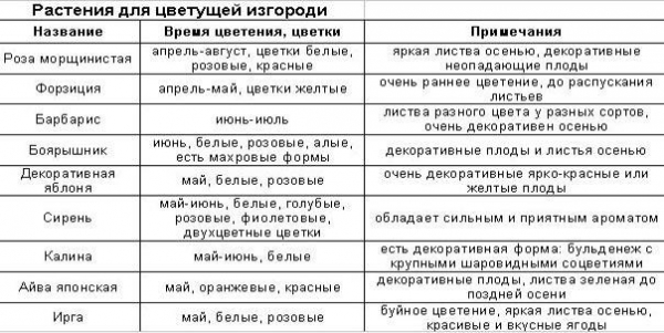 Зеленая изгородь на садовом участке Зеленая изгородь на садовом участке