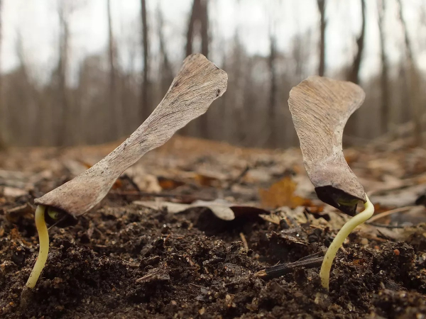 Клен (фото): виды, сорта, особенности, уход и размножение Клен (фото): виды, сорта, особенности, уход и размножение