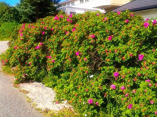 Какие кусты лучше посадить вдоль забора Какие кусты лучше посадить вдоль забора