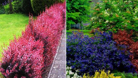 Какие кусты лучше посадить вдоль забора Какие кусты лучше посадить вдоль забора