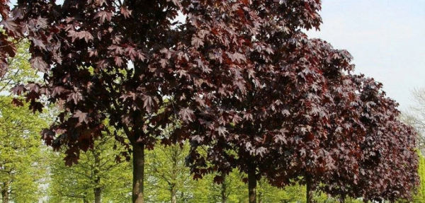 Клен (фото): виды, сорта, особенности, уход и размножение Клен (фото): виды, сорта, особенности, уход и размножение