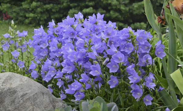 Колокольчик (фото): виды, посадка, уход и размножение растения Колокольчик (фото): виды, посадка, уход и размножение растения