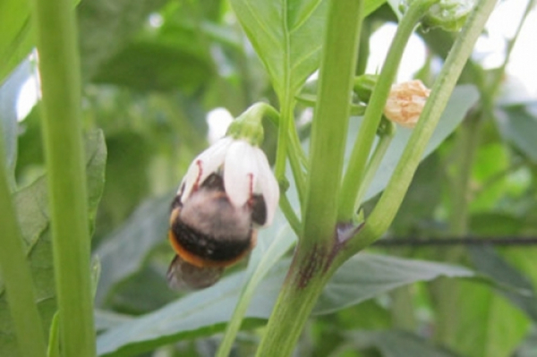 Сладкий перец круглый год: выращивание на подоконнике Сладкий перец круглый год: выращивание на подоконнике