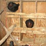 Курятник внутри: что необходимо и как сделать Курятник внутри: что необходимо и как сделать