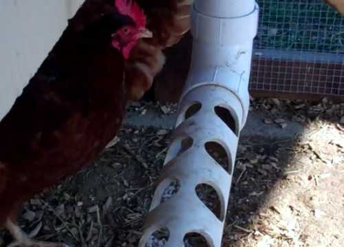 Курятник внутри: что необходимо и как сделать Курятник внутри: что необходимо и как сделать