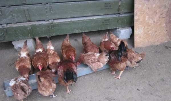 Курятник внутри: что необходимо и как сделать Курятник внутри: что необходимо и как сделать