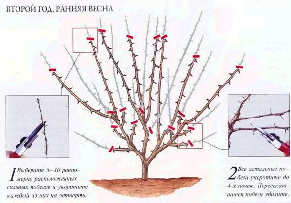 Как правильно обрезать крыжовник и добиться его пышного цветения Как правильно обрезать крыжовник и добиться его пышного цветения