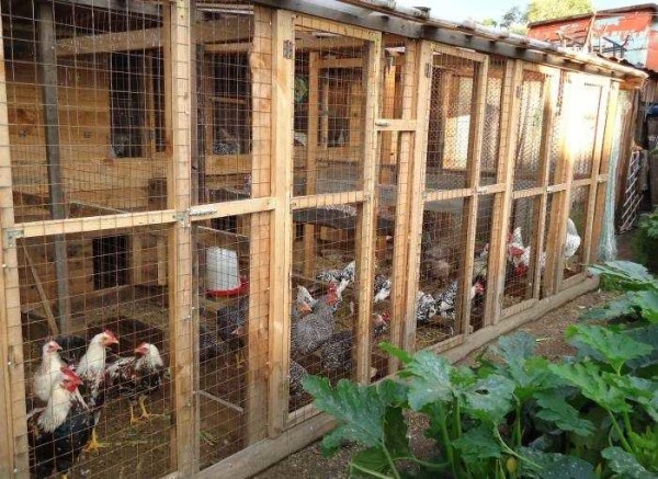 Как построить курятник на лето с выгулом Как построить курятник на лето с выгулом