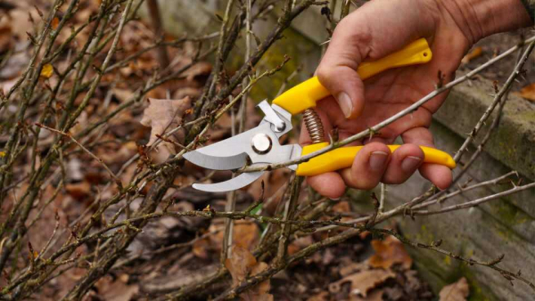 Как правильно обрезать крыжовник и добиться его пышного цветения Как правильно обрезать крыжовник и добиться его пышного цветения