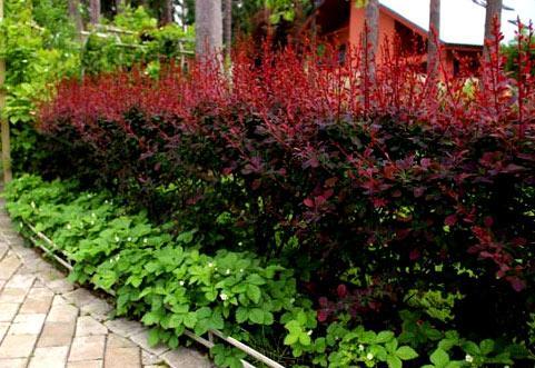 Живая изгородь на даче Живая изгородь на даче