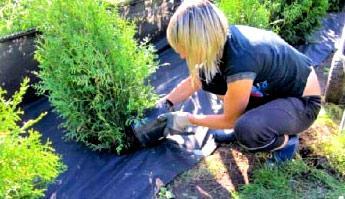 Живая изгородь из туи Живая изгородь из туи