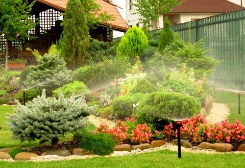 Живая изгородь из туи Живая изгородь из туи