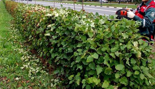 Живая изгородь на даче Живая изгородь на даче