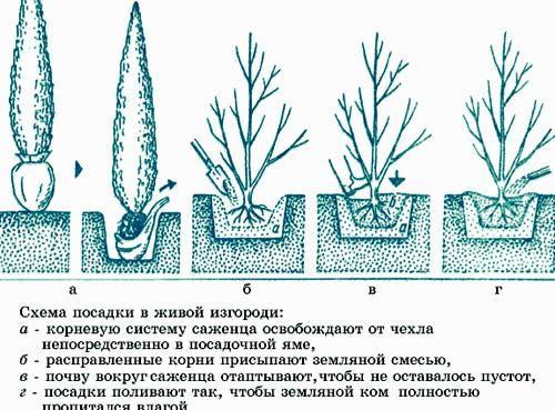 Живая изгородь из ели Живая изгородь из ели