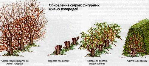 Вечнозеленая живая изгородь Вечнозеленая живая изгородь