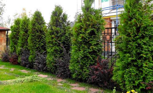 Живая изгородь на даче Живая изгородь на даче