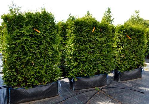 Живая изгородь из туи Живая изгородь из туи