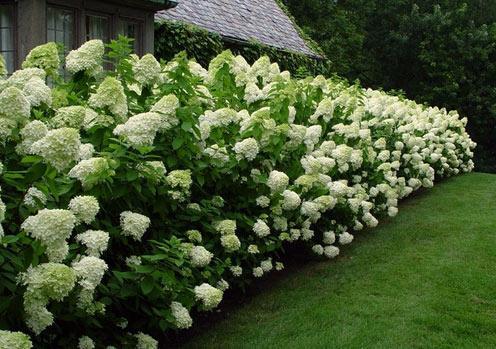 Живая изгородь на даче Живая изгородь на даче