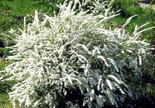 Живая изгородь из спиреи Живая изгородь из спиреи