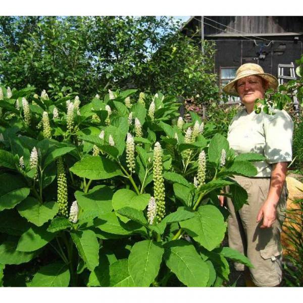 Лаконос — эффективный способ краткой и точной передачи информации Лаконос — эффективный способ краткой и точной передачи информации