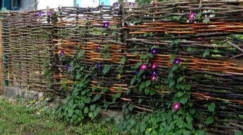 Возведение забора тын Возведение забора тын