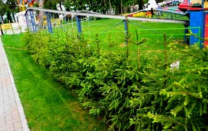 Живая изгородь из ели Живая изгородь из ели