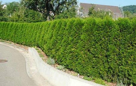 Живая изгородь из туи Живая изгородь из туи