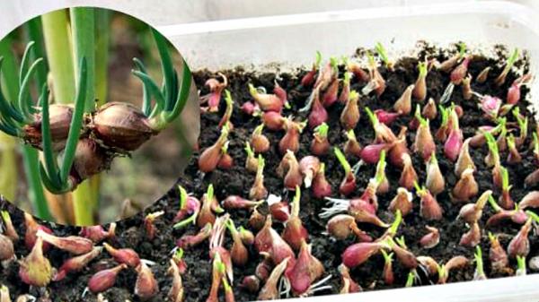 Многоярусный лук: самая ранняя зелень без особых трудов Многоярусный лук: самая ранняя зелень без особых трудов