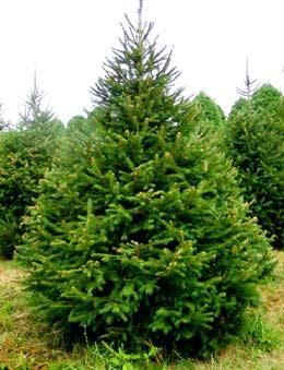 Живая изгородь из ели Живая изгородь из ели