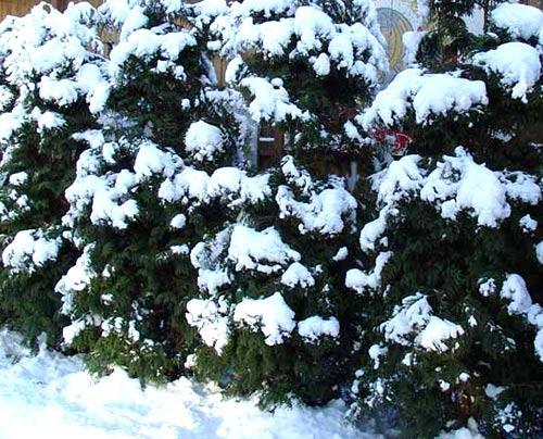 Живая изгородь из туи Живая изгородь из туи