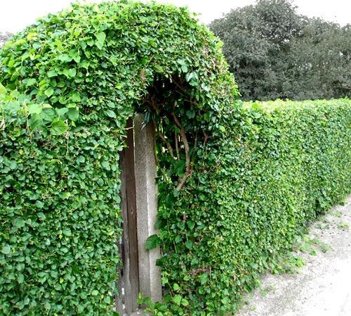 Вечнозеленая живая изгородь Вечнозеленая живая изгородь