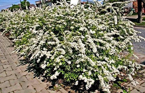 Живая изгородь из спиреи Живая изгородь из спиреи
