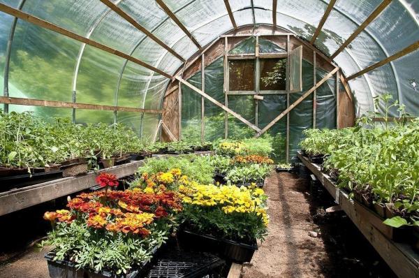 Как выбрать теплицу для дачи: особенности выбора, советы,фото Как выбрать теплицу для дачи: особенности выбора, советы,фото