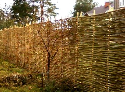 Заборы из лозы Заборы из лозы