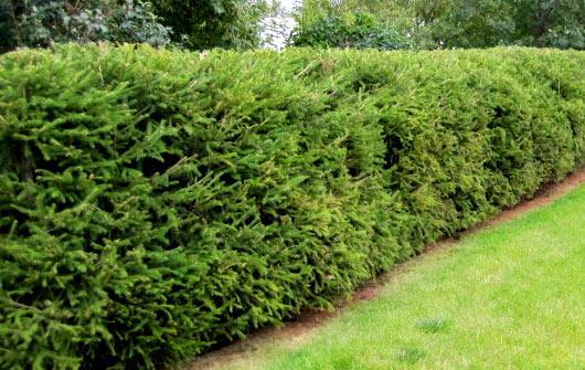 Живая изгородь на даче Живая изгородь на даче