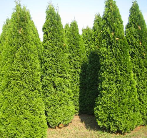 Вечнозеленая живая изгородь Вечнозеленая живая изгородь