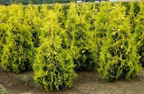 Живая изгородь из туи Живая изгородь из туи