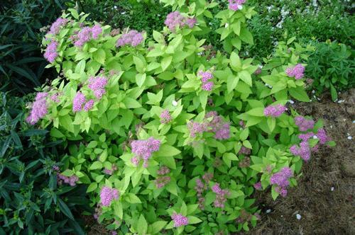 Живая изгородь из спиреи Живая изгородь из спиреи