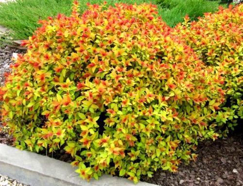 Живая изгородь из спиреи Живая изгородь из спиреи