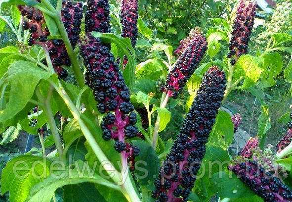 Лаконос — эффективный способ краткой и точной передачи информации Лаконос — эффективный способ краткой и точной передачи информации