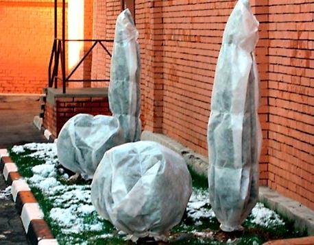 Живая изгородь из ели Живая изгородь из ели