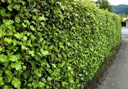 Живая изгородь на даче Живая изгородь на даче