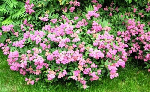 Живая изгородь из спиреи Живая изгородь из спиреи