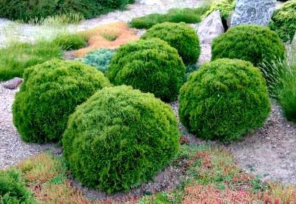 Живая изгородь из туи Живая изгородь из туи