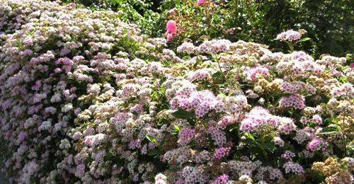 Живая изгородь из спиреи Живая изгородь из спиреи